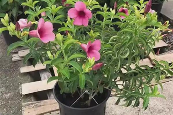 紫蝉花怎么养殖，春秋季节每隔半个月追肥一次