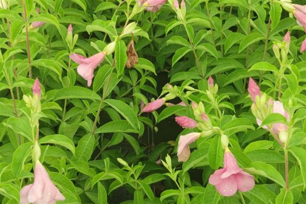 紫蝉花怎么养殖，春秋季节每隔半个月追肥一次