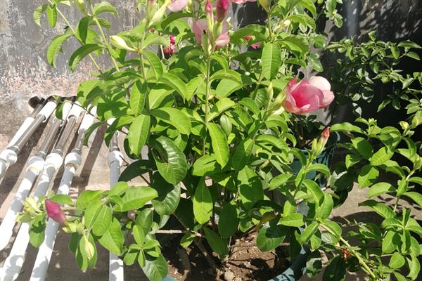 紫蝉花怎么养殖，春秋季节每隔半个月追肥一次