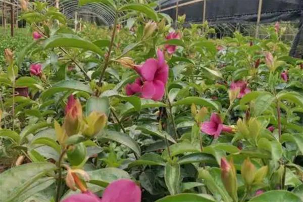 紫蝉花怎么养殖，春秋季节每隔半个月追肥一次