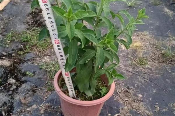 紫蝉花怎么养殖，春秋季节每隔半个月追肥一次