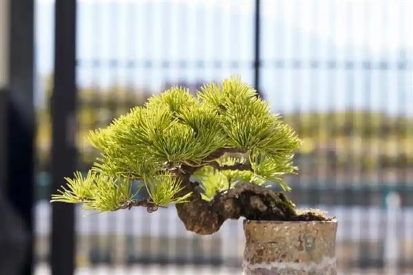五针松怎么养殖，春秋季节要让盆土时常保持湿润状态
