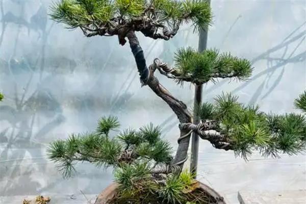 五针松怎么养殖，春秋季节要让盆土时常保持湿润状态