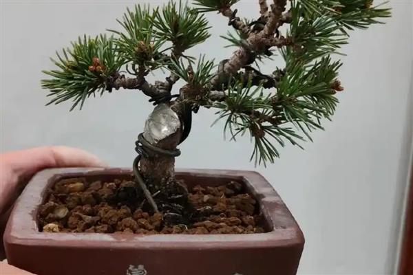 五针松怎么养殖，春秋季节要让盆土时常保持湿润状态