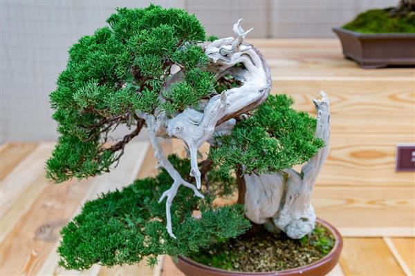 五针松怎么养殖，春秋季节要让盆土时常保持湿润状态