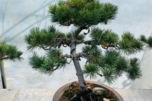 五针松怎么养殖，春秋季节要让盆土时常保持湿润状态