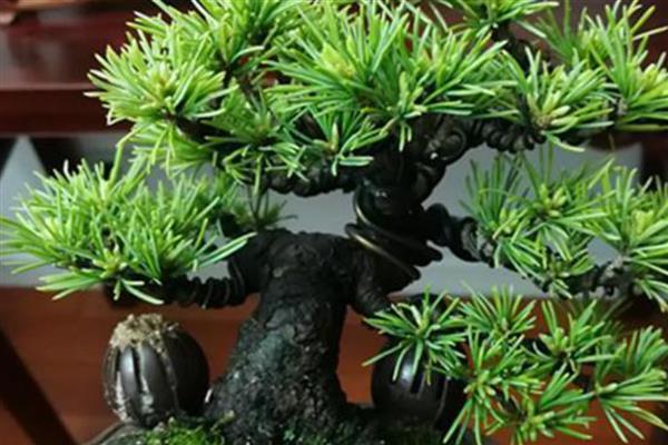 五针松怎么养殖，春秋季节要让盆土时常保持湿润状态