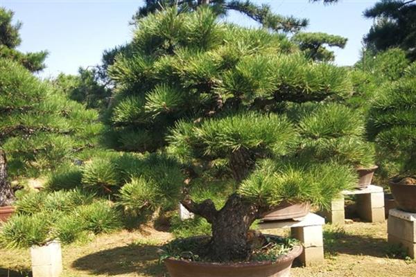 五针松怎么养殖，春秋季节要让盆土时常保持湿润状态