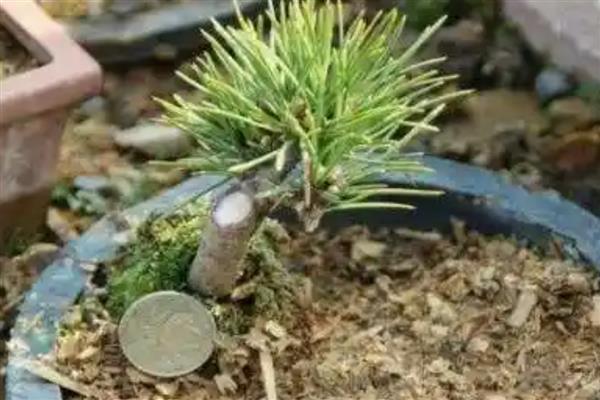 五针松怎么养殖，春秋季节要让盆土时常保持湿润状态
