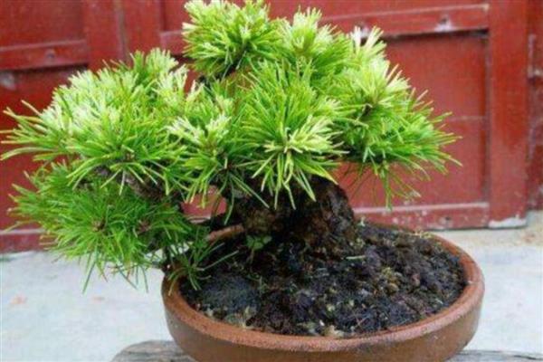 五针松怎么养殖，春秋季节要让盆土时常保持湿润状态