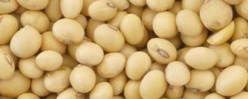 大豆的分布，广泛种植于世界各地