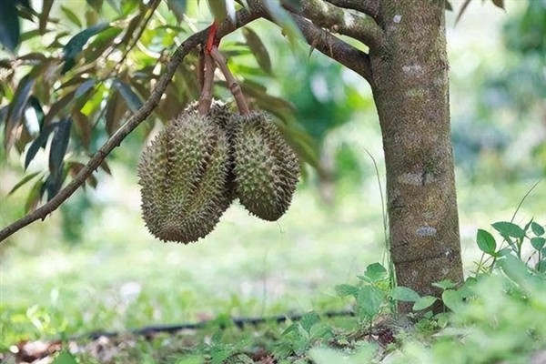 榴莲适合在哪里种，需生长在光照充足、温度较高的地方