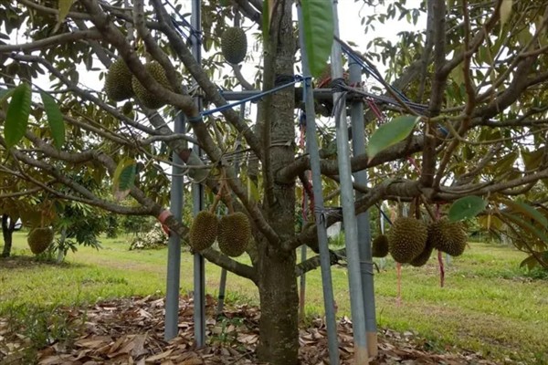 榴莲适合在哪里种，需生长在光照充足、温度较高的地方