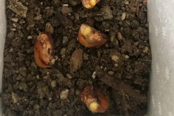 榴莲适合在哪里种，需生长在光照充足、温度较高的地方