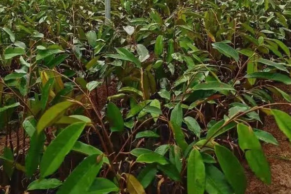 榴莲适合在哪里种，需生长在光照充足、温度较高的地方
