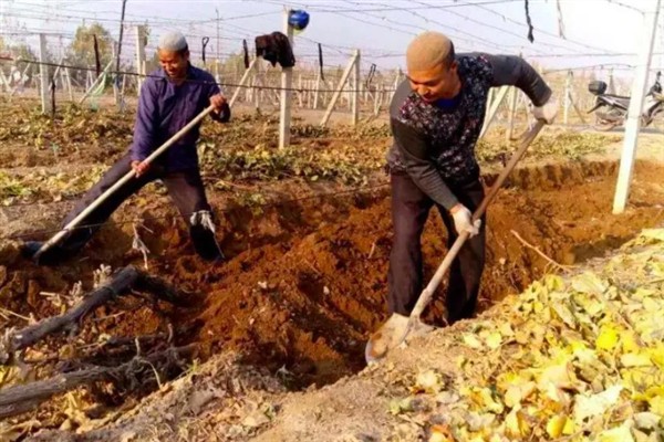葡萄树什么时候埋土，在土壤完全封冻前半个月进行