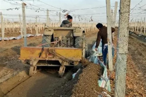 葡萄树什么时候埋土，在土壤完全封冻前半个月进行