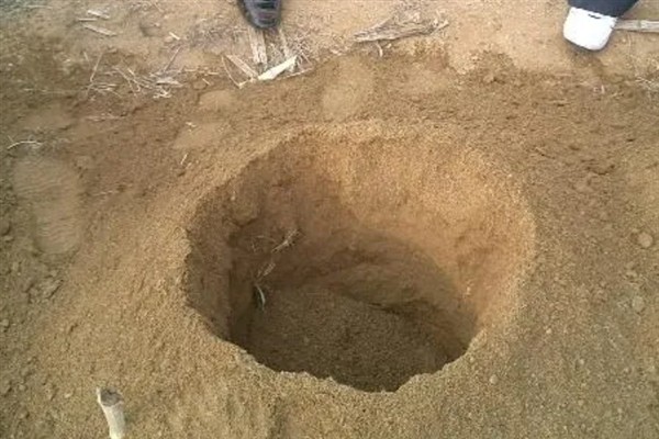 葡萄树什么时候埋土，在土壤完全封冻前半个月进行