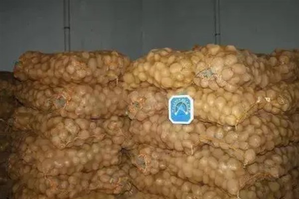 马铃薯种薯烂窖如何预防，收获时选择晴天进行