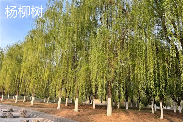 杨柳树和柳树有什么区别，形状和生长喜好均不同