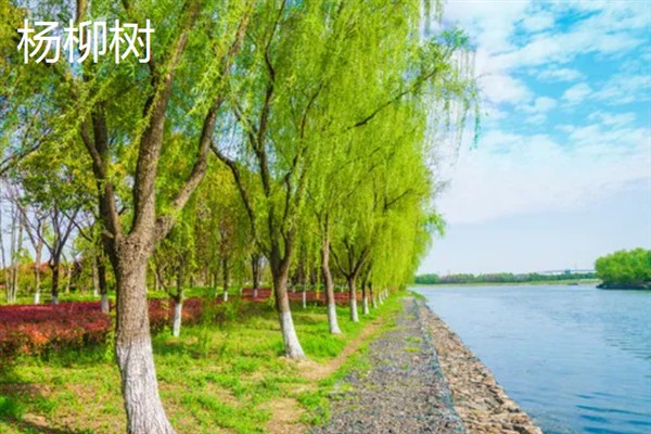 杨柳树和柳树有什么区别，形状和生长喜好均不同