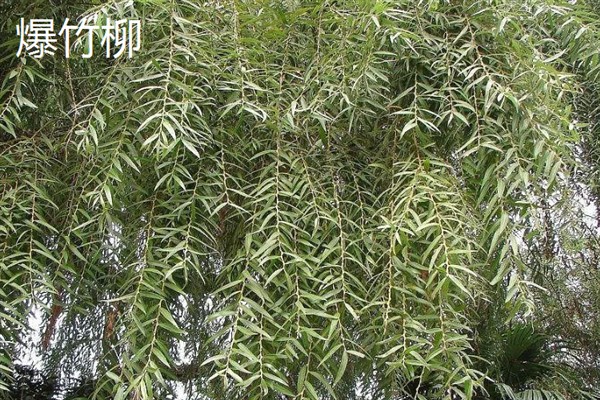 杨柳树和柳树有什么区别，形状和生长喜好均不同