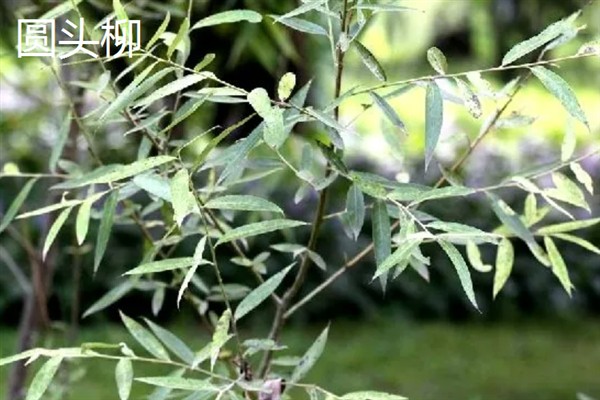 杨柳树和柳树有什么区别，形状和生长喜好均不同
