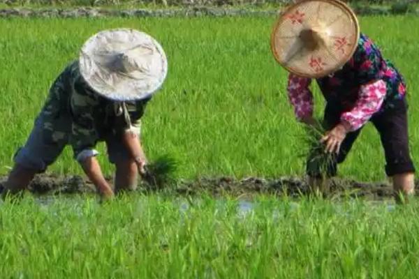 农事都有哪些，有春种、夏管、秋收等