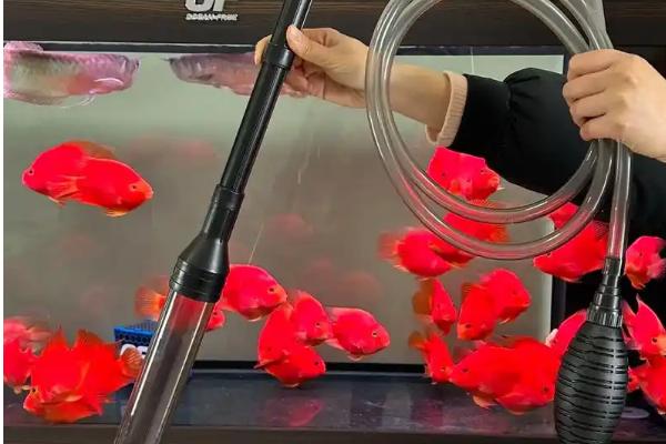 鱼身上鱼鳞出血的原因，可能是食物营养过高、水质恶化等