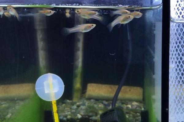 鱼身上鱼鳞出血的原因，可能是食物营养过高、水质恶化等