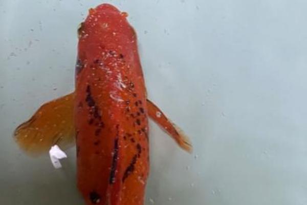 鱼身上鱼鳞出血的原因，可能是食物营养过高、水质恶化等