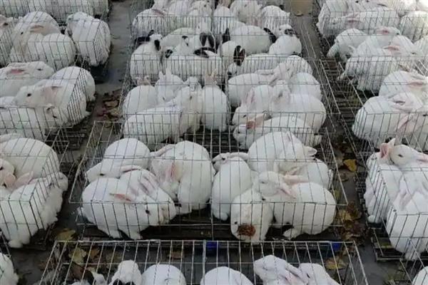 农村最适合养殖什么，适合养鹅、肉鸽、土鸡等