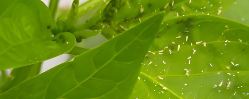 种植豆角怎么防治蚜虫，插种韭菜、喷洒辣椒水均可驱赶