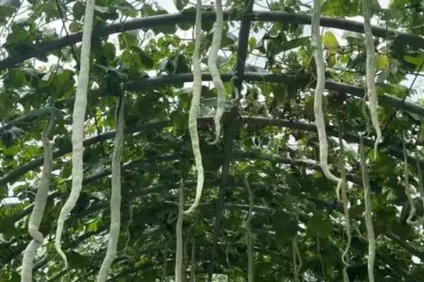 蛇瓜怎么种植，幼苗的栽种间隔为60-80厘米