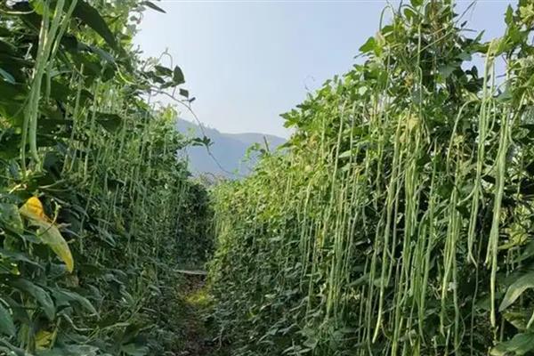 种植豆角怎么防治蚜虫，插种韭菜、喷洒辣椒水均可驱赶