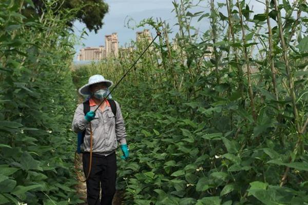 种植豆角怎么防治蚜虫，插种韭菜、喷洒辣椒水均可驱赶