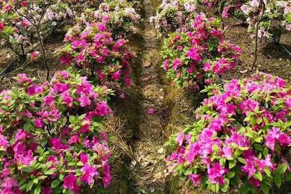 杜鹃花喜欢哪种土壤，用酸性土壤栽培较合适