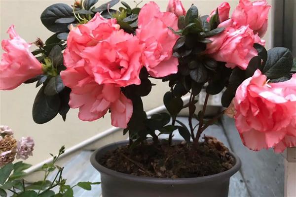 杜鹃花喜欢哪种土壤，用酸性土壤栽培较合适