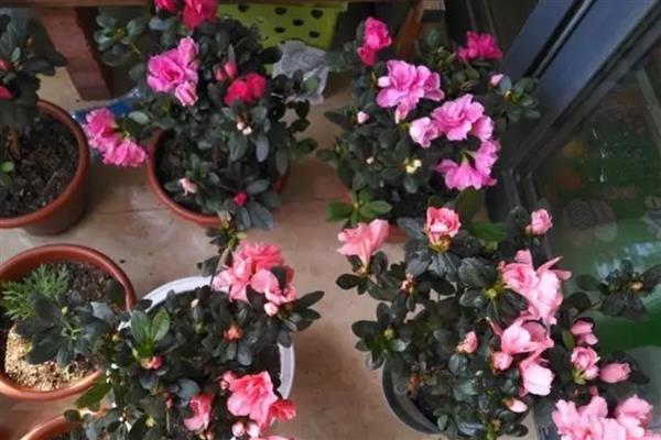 杜鹃花喜欢哪种土壤，用酸性土壤栽培较合适
