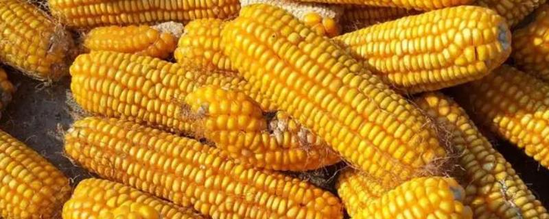华农118玉米种简介，夏播生育期98-100天