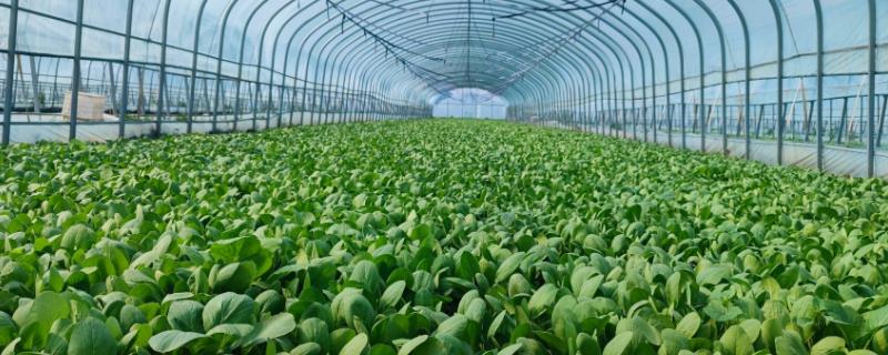 无公害蔬菜的栽培技术，需根据天气变化控制好湿度