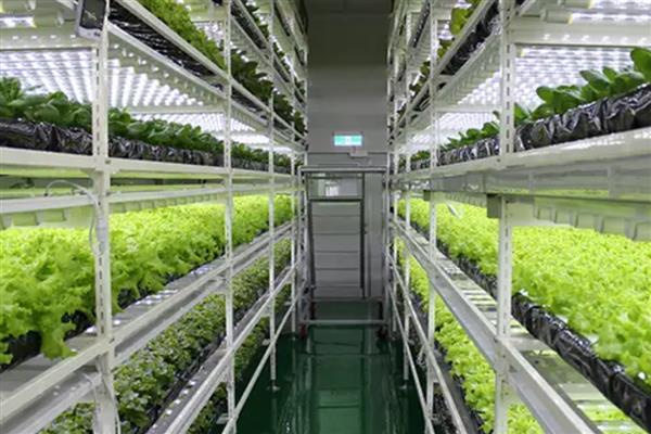无公害蔬菜的栽培技术，需根据天气变化控制好湿度