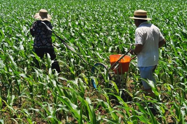 华农118玉米种简介，夏播生育期98-100天
