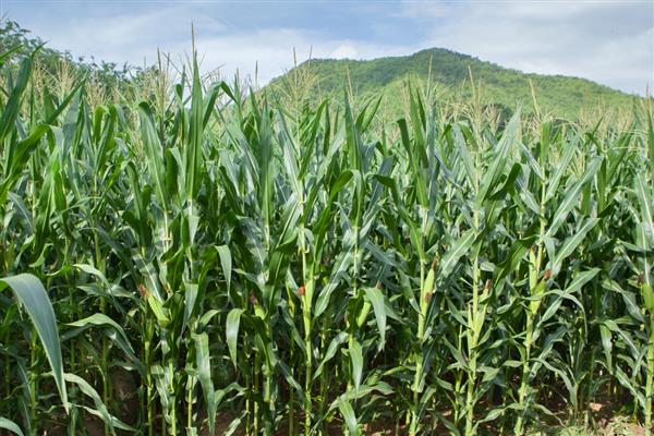 华农118玉米种简介，夏播生育期98-100天