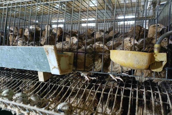 鹌鹑的养殖利润，饲养1万只鹌鹑的理想收入可达到8万元左右