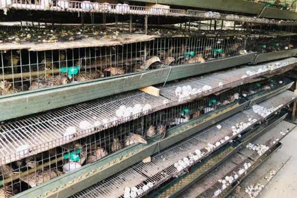 鹌鹑的养殖利润，饲养1万只鹌鹑的理想收入可达到8万元左右