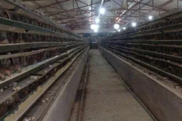 鹌鹑的养殖利润，饲养1万只鹌鹑的理想收入可达到8万元左右