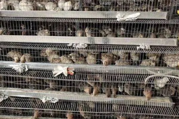 鹌鹑的养殖利润，饲养1万只鹌鹑的理想收入可达到8万元左右
