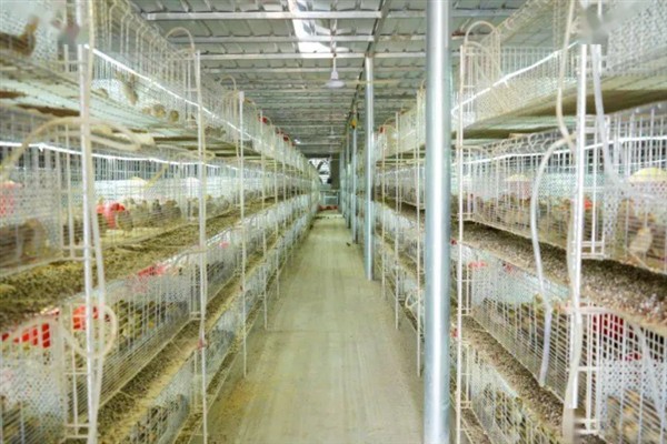 鹌鹑的养殖利润，饲养1万只鹌鹑的理想收入可达到8万元左右