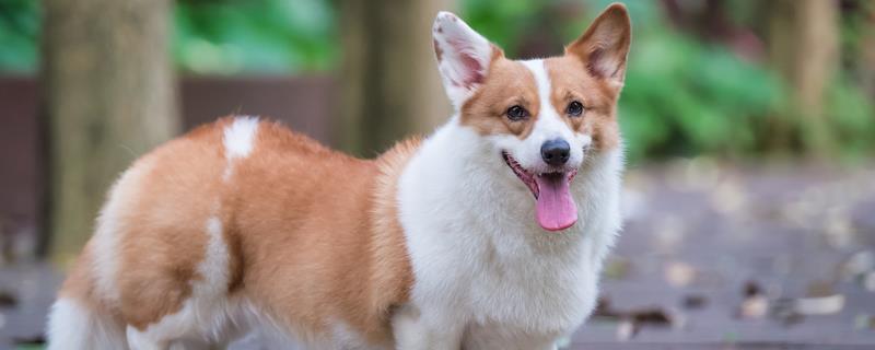 狗狗出现急性脑炎的症状,会出现意识方面的障碍